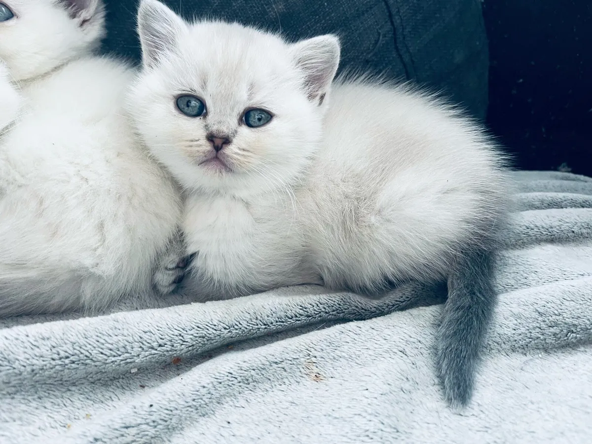 British shorthair kittens - Image 3