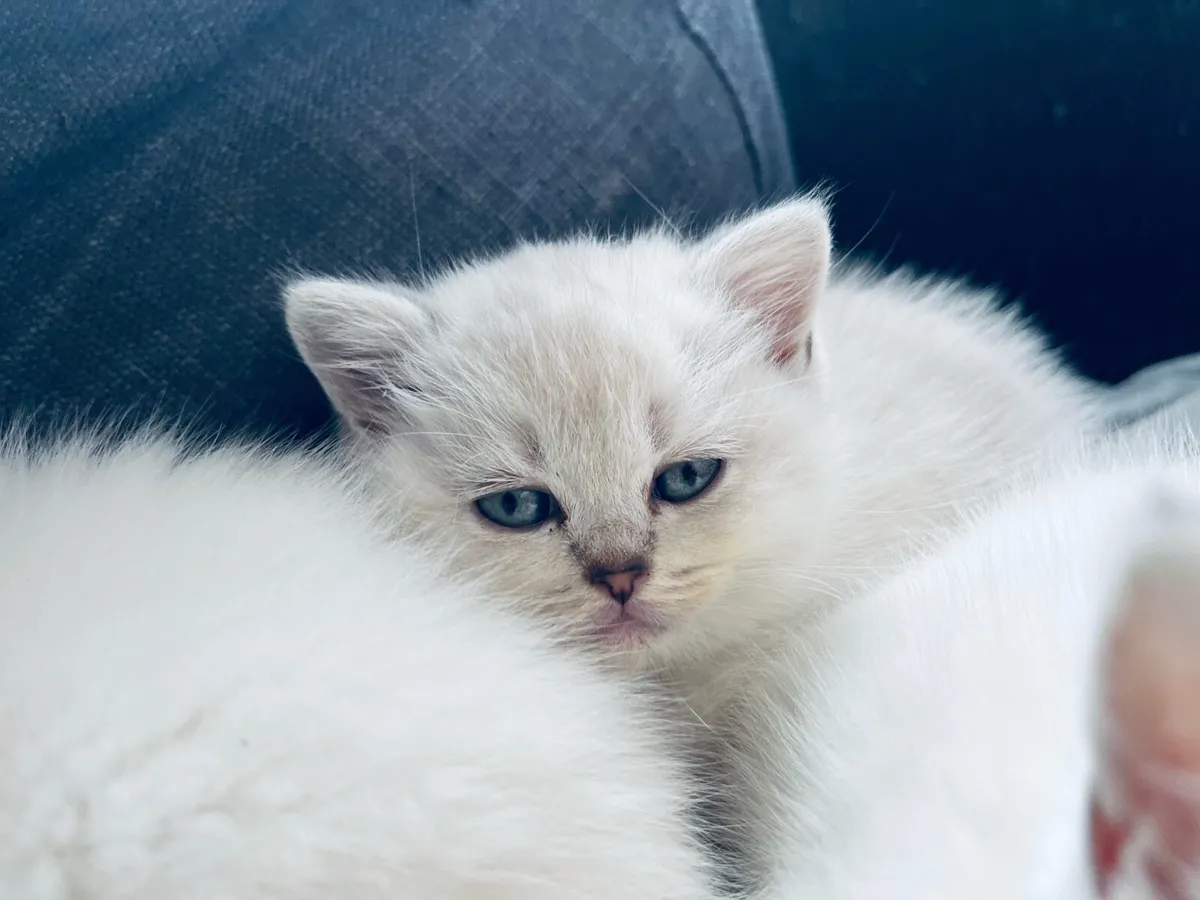 British shorthair kittens - Image 4