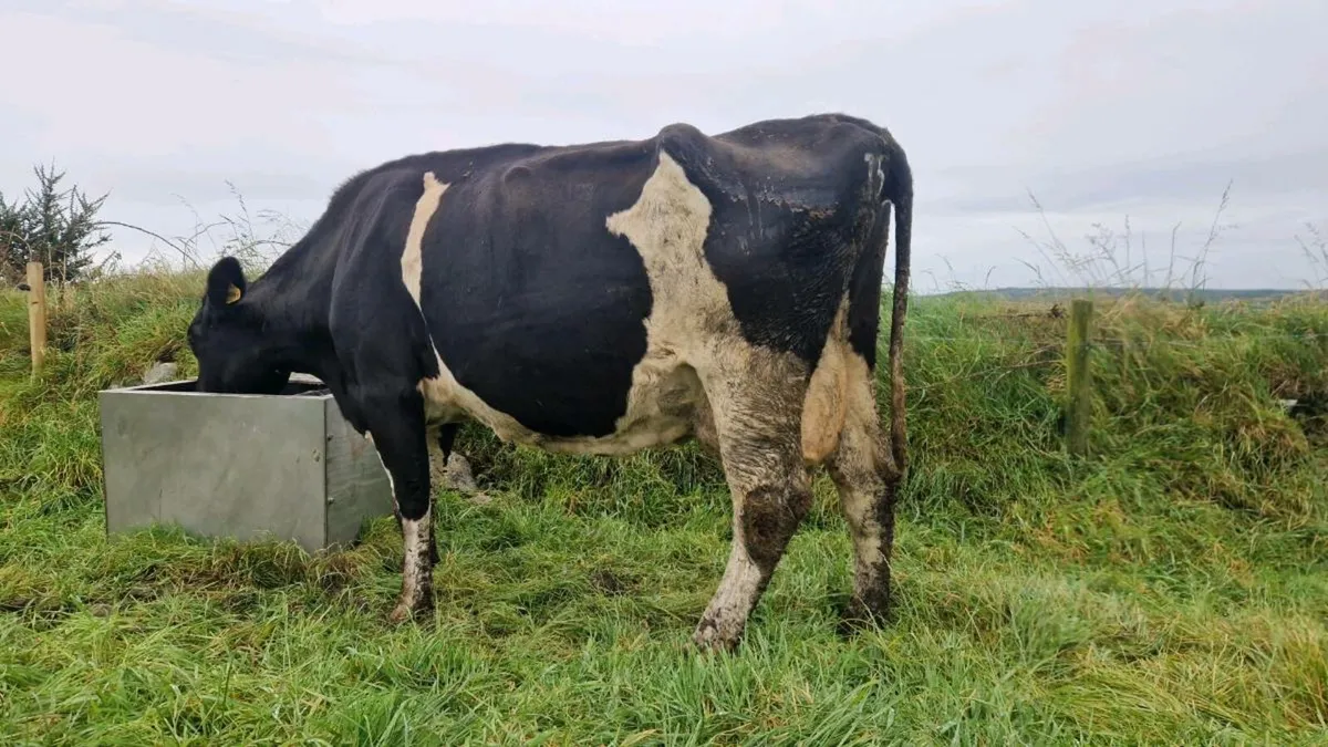 British Friesian Cow for Rearing Calf - Image 1