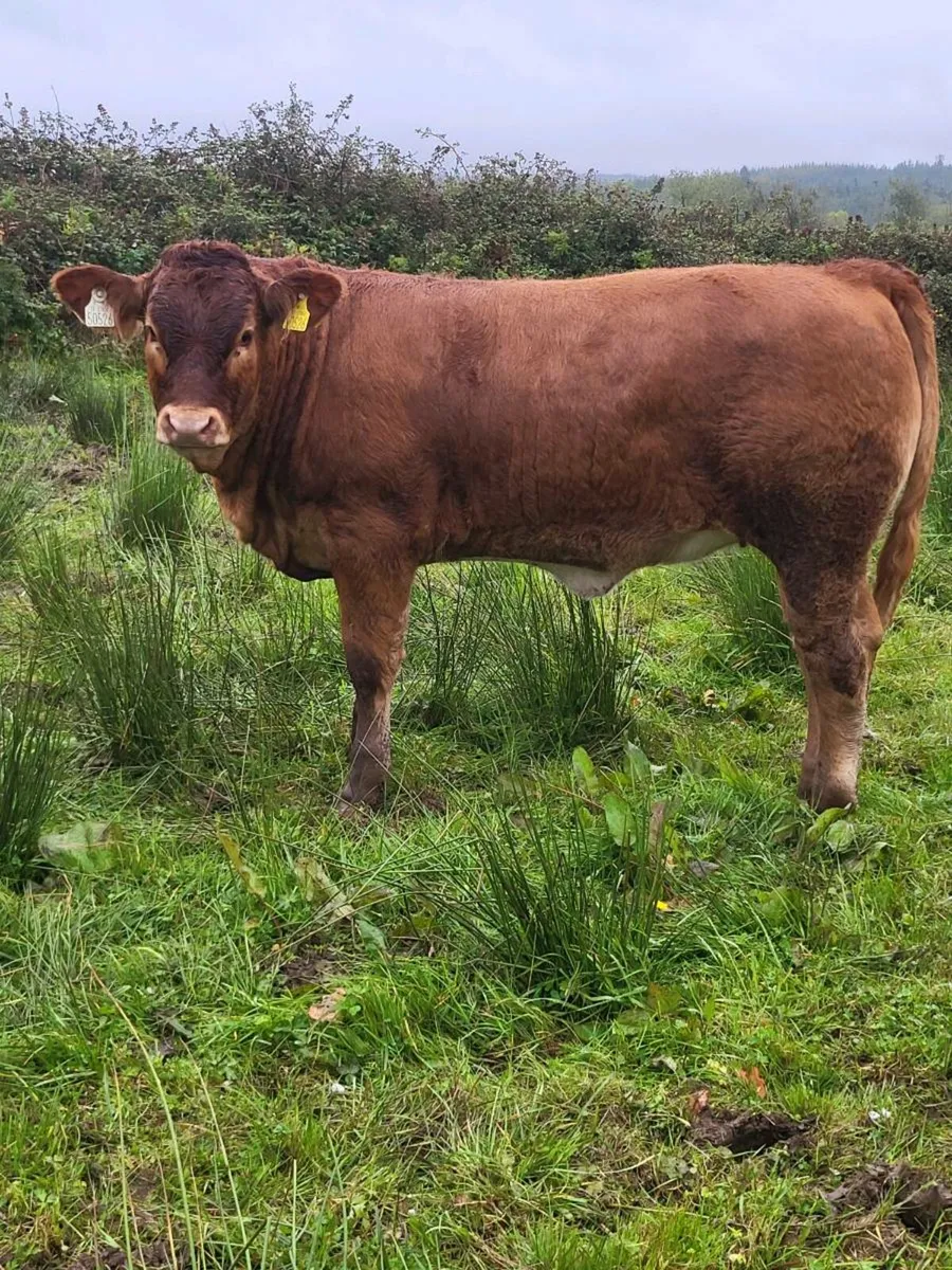 Quality Weanlings - Image 1