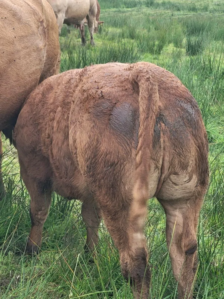 Quality Weanlings - Image 2