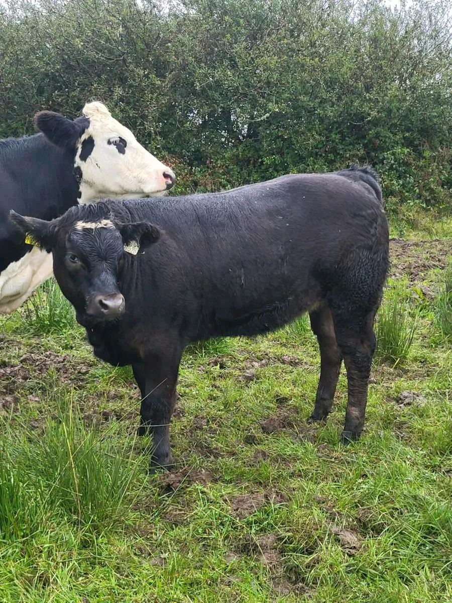 Quality Weanlings - Image 3