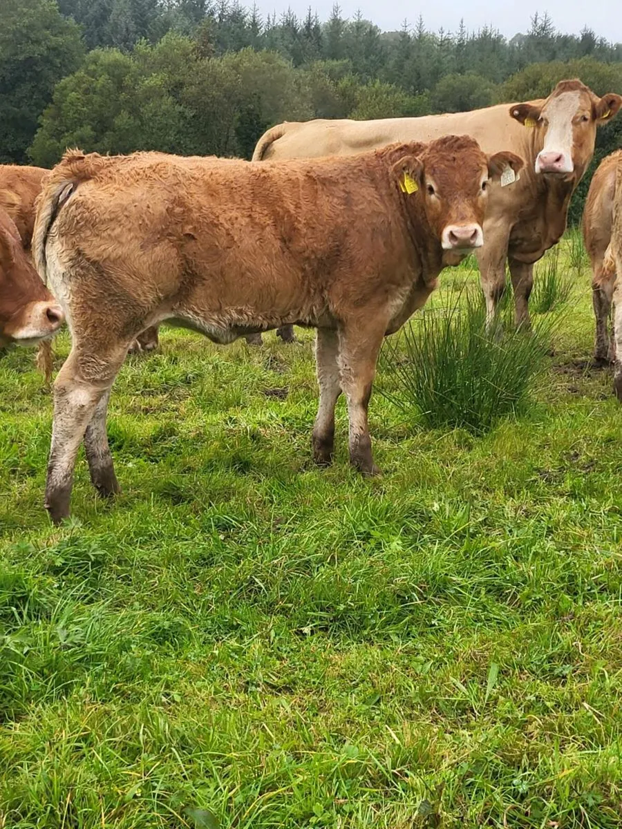 Quality Weanlings - Image 4