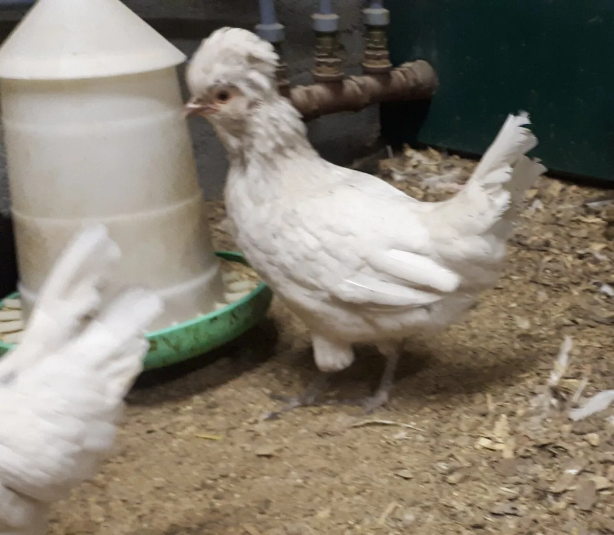 Polish Bantams - Image 4