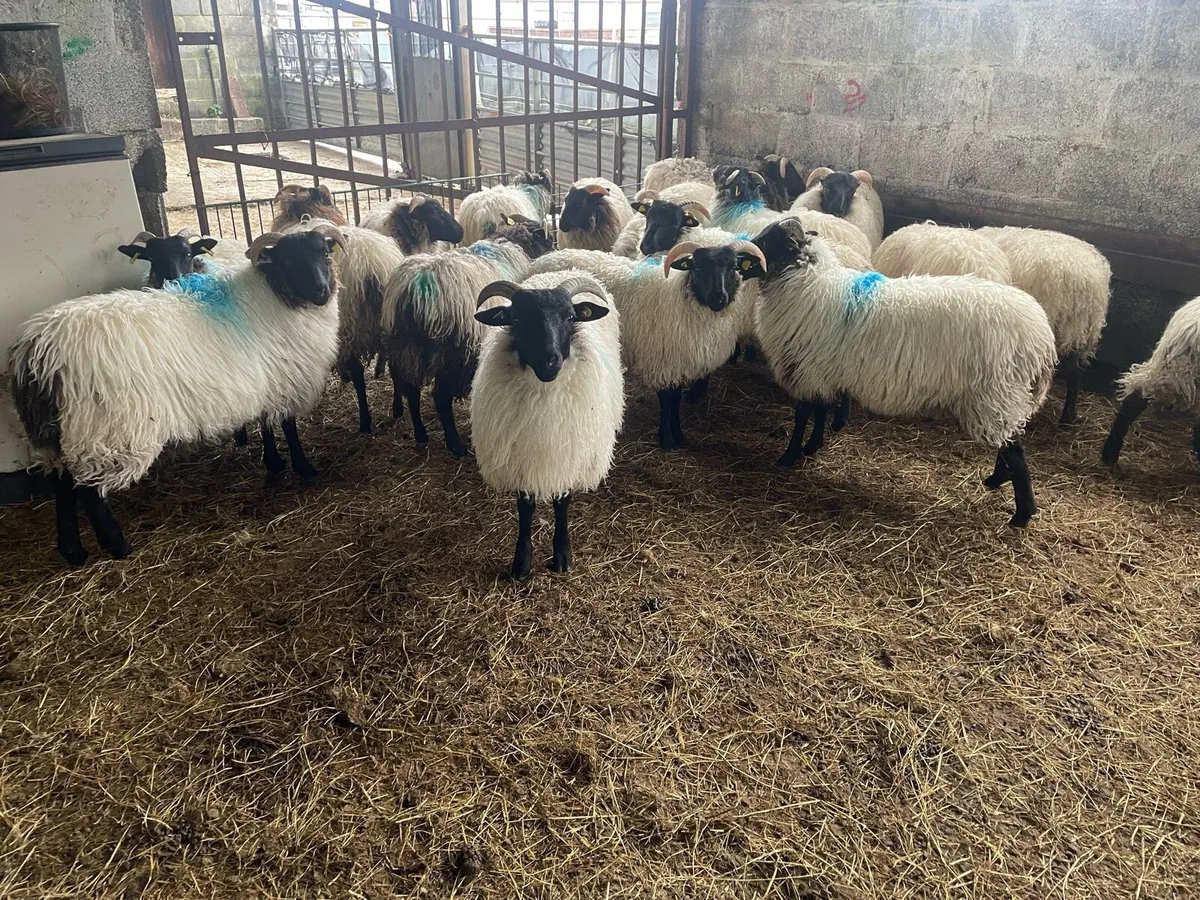 Blackfaced mountain Ewe Lambs - Image 1