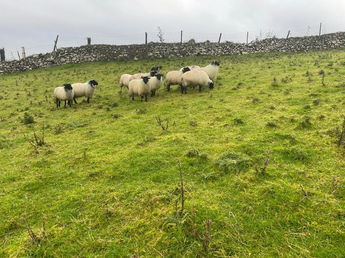 Blackfaced mountain Ewe Lambs - Image 2