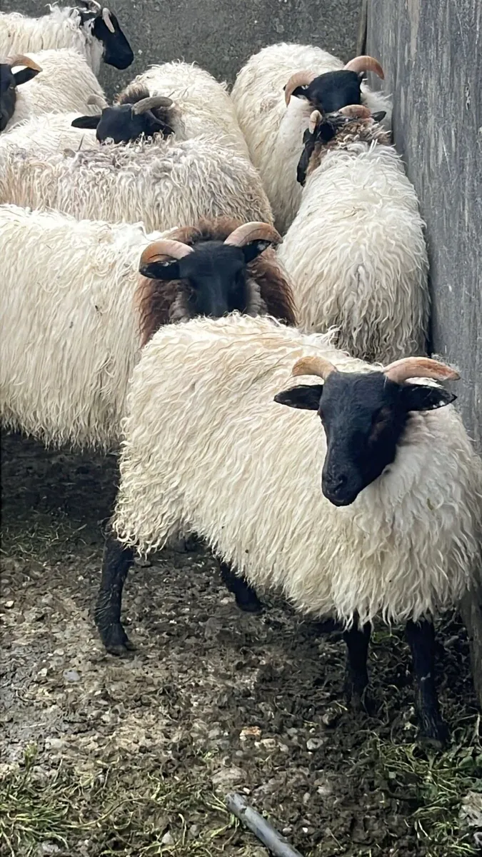 Blackfaced mountain Ewe Lambs - Image 3