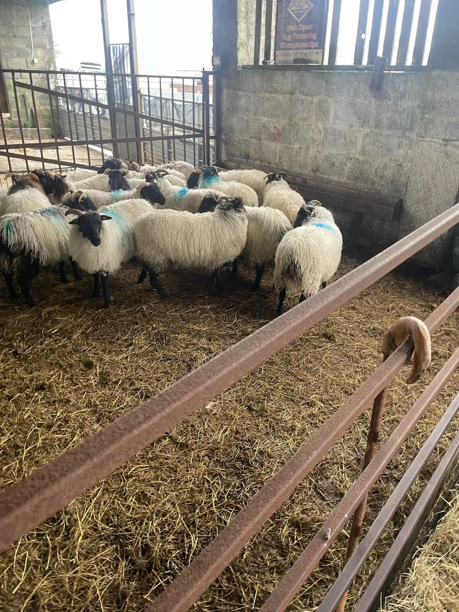 Blackfaced mountain Ewe Lambs - Image 4