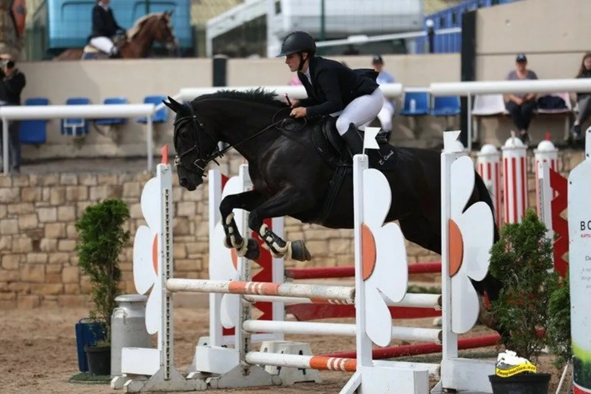 Well-bred  7 y.o. Mare - Image 1