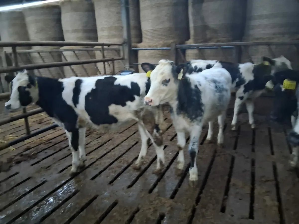 Reared calves - Image 4