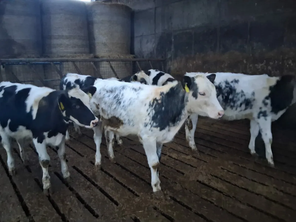 Reared calves - Image 1