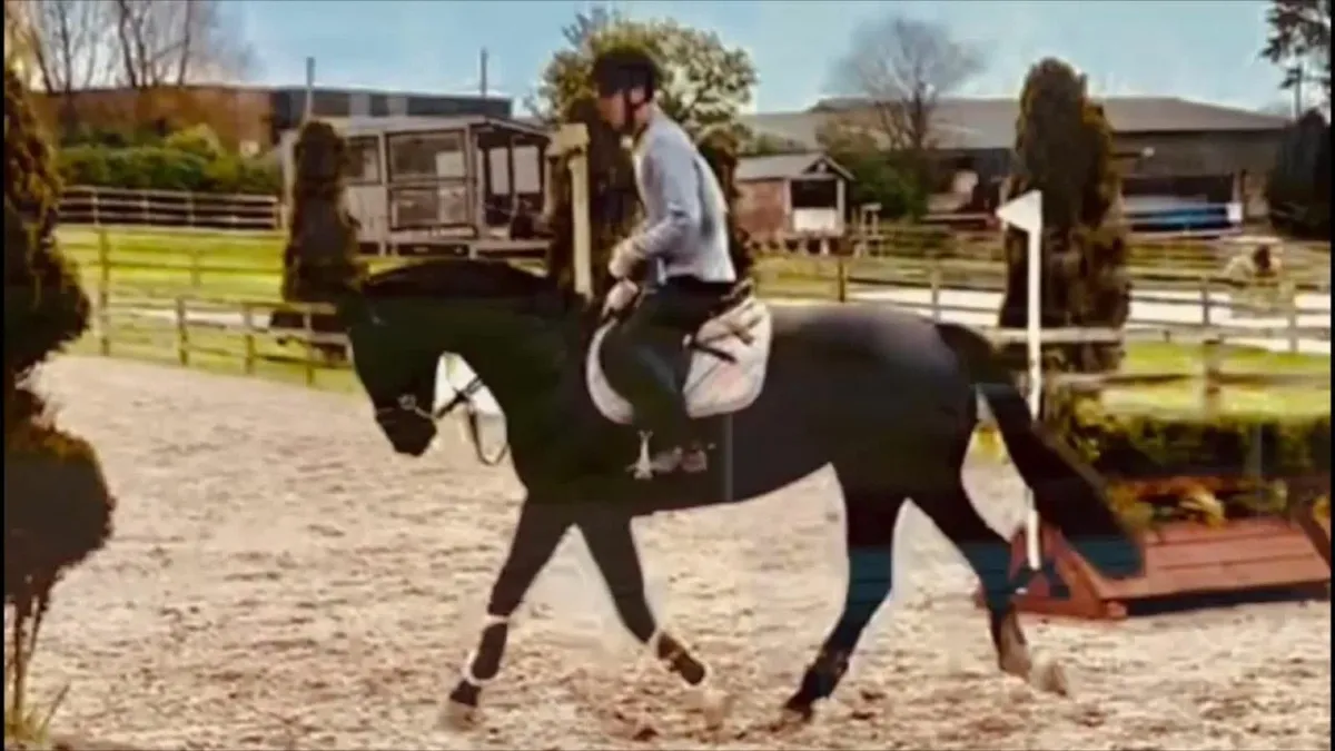 Well-bred  7 y.o. Mare - Image 3