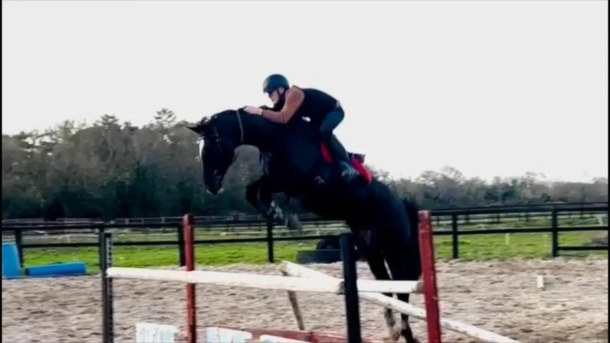 Well-bred  7 y.o. Mare - Image 4