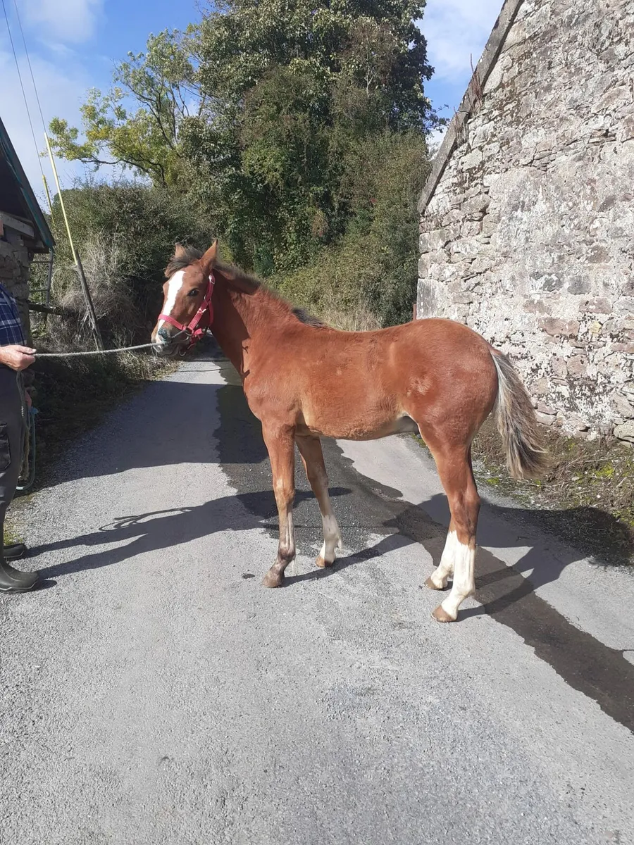 Foal - Image 1
