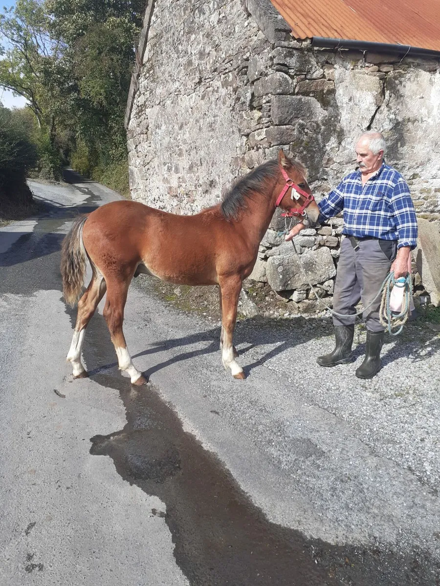 Foal - Image 2
