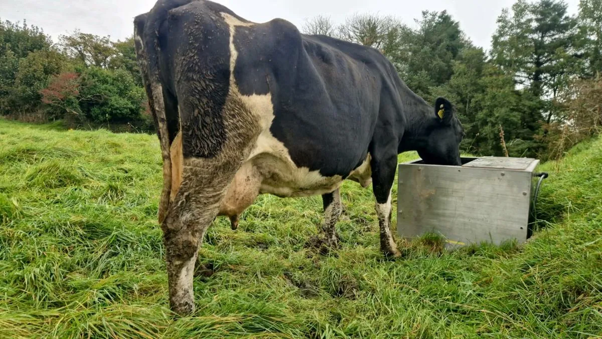 British Friesian Cow for Rearing Calf - Image 2