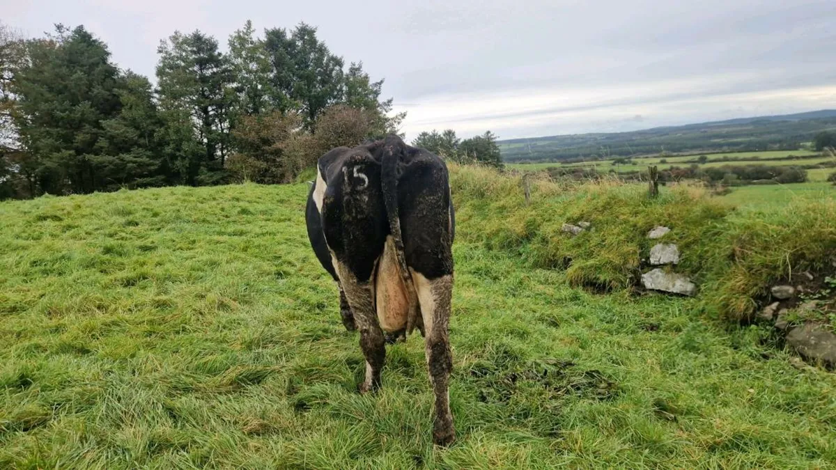 British Friesian Cow for Rearing Calf - Image 4