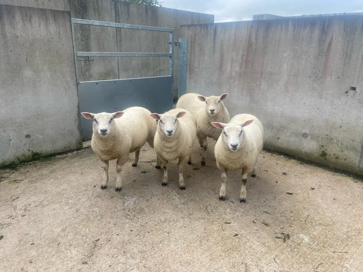 CharTex Ewe Lambs - Image 3