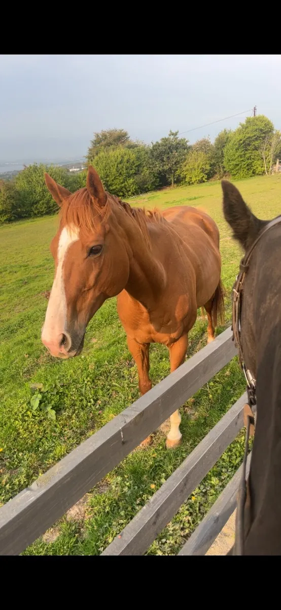 Horse - Image 1