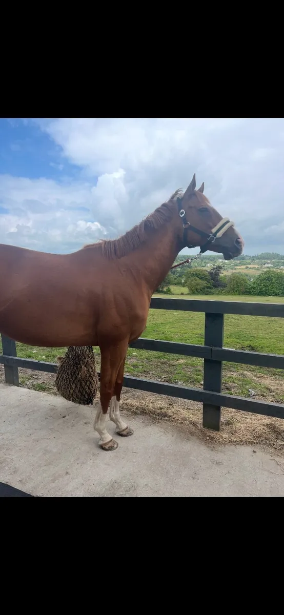 Horse - Image 2