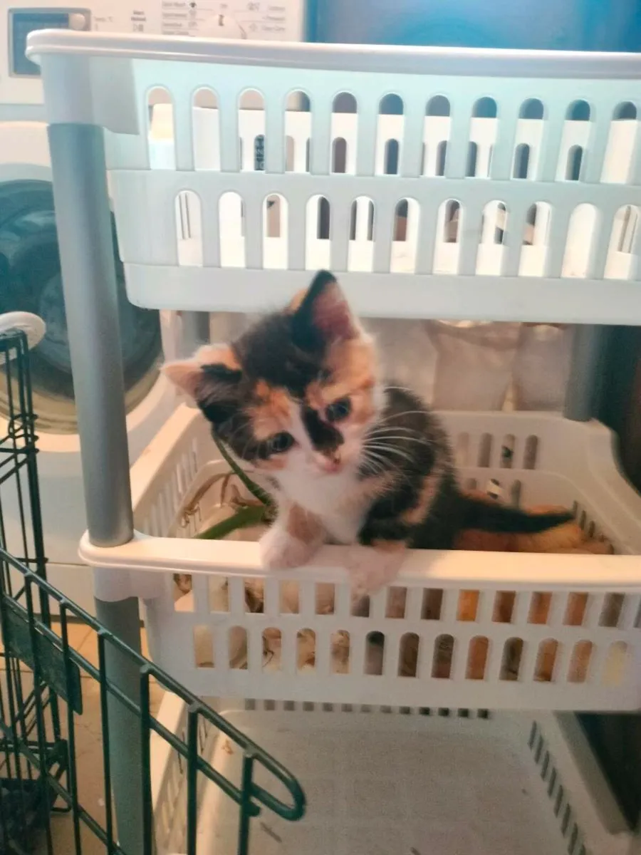 Stunning little kittens 🥰 - Image 1