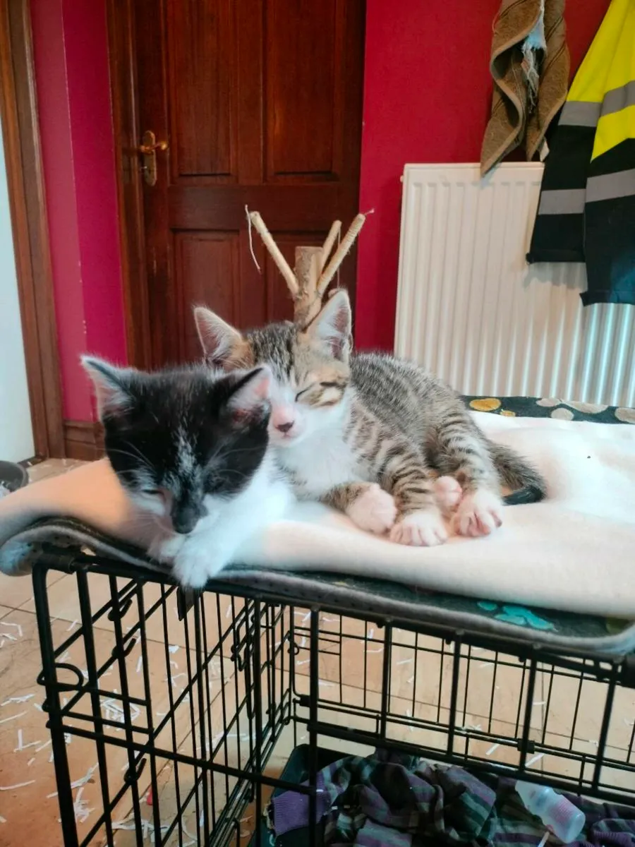Stunning little kittens 🥰 - Image 2