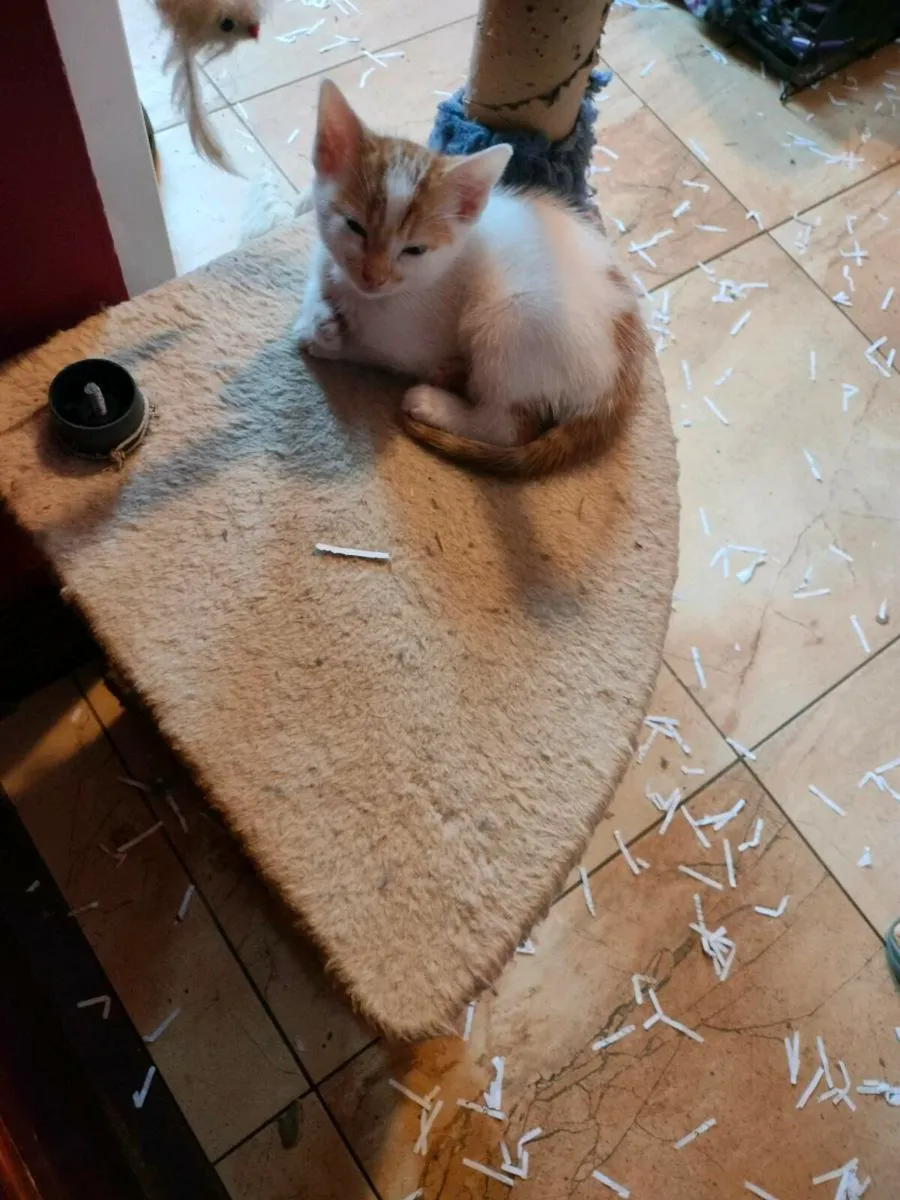 Stunning little kittens 🥰 - Image 3
