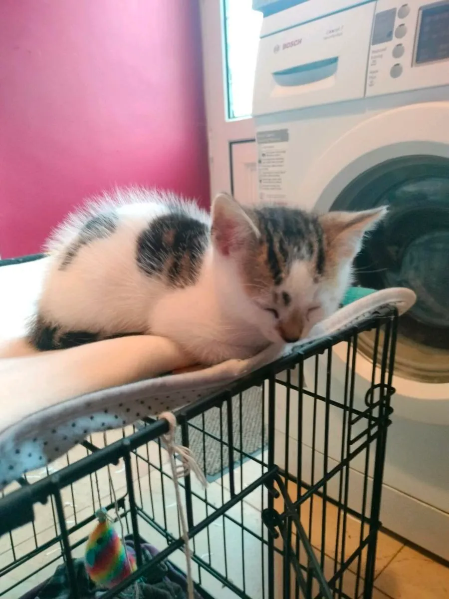 Stunning little kittens 🥰 - Image 4