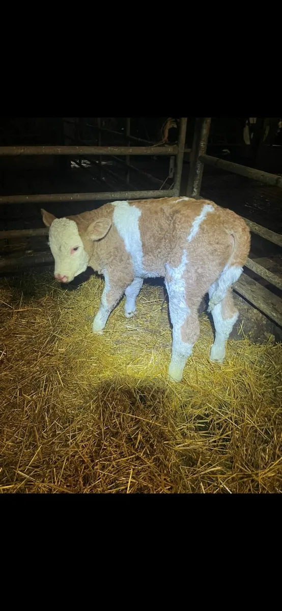 Sim bull calf for cow - Image 3