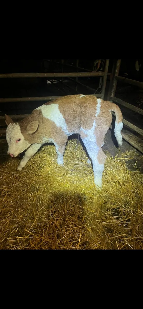 Sim bull calf for cow - Image 4