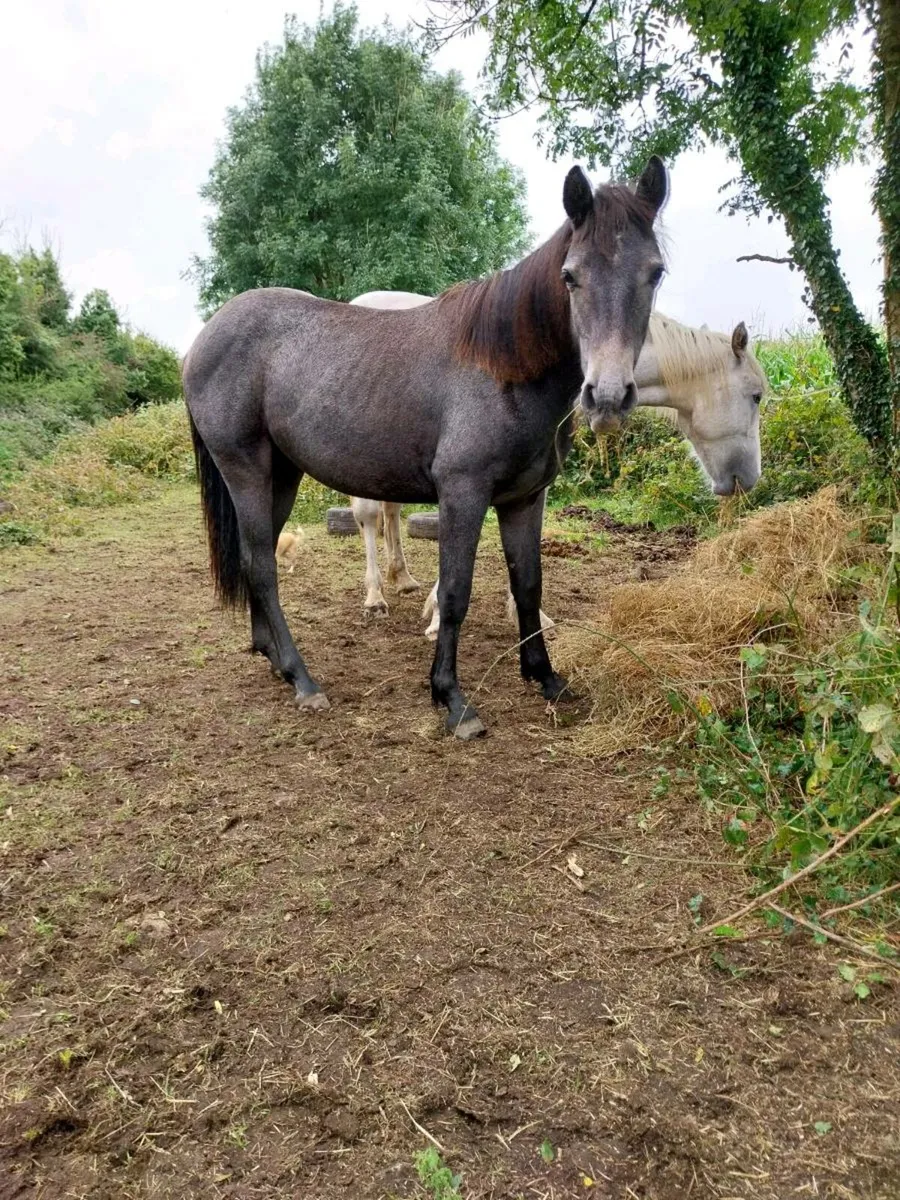 Connemara ponies - Image 1