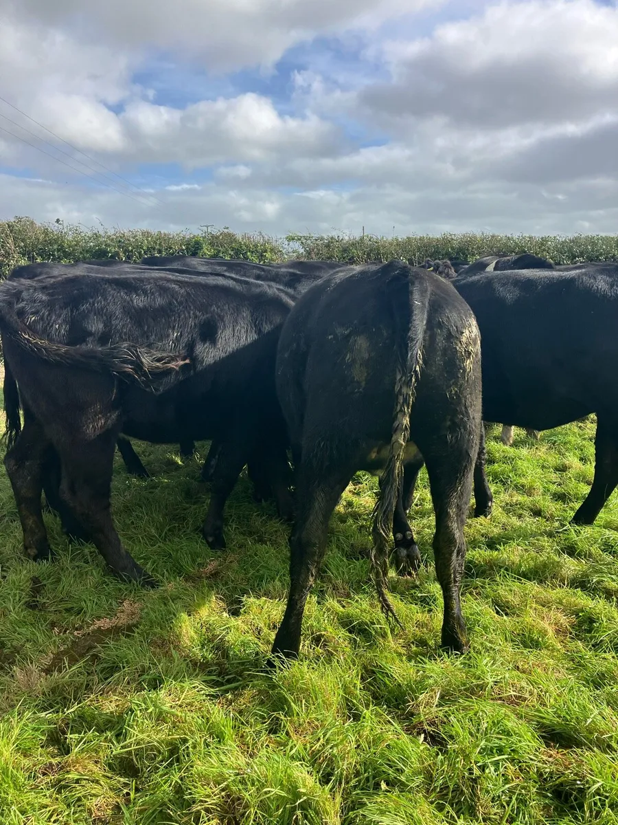 🫴ANGUS HEIFERS 🫴 - Image 1