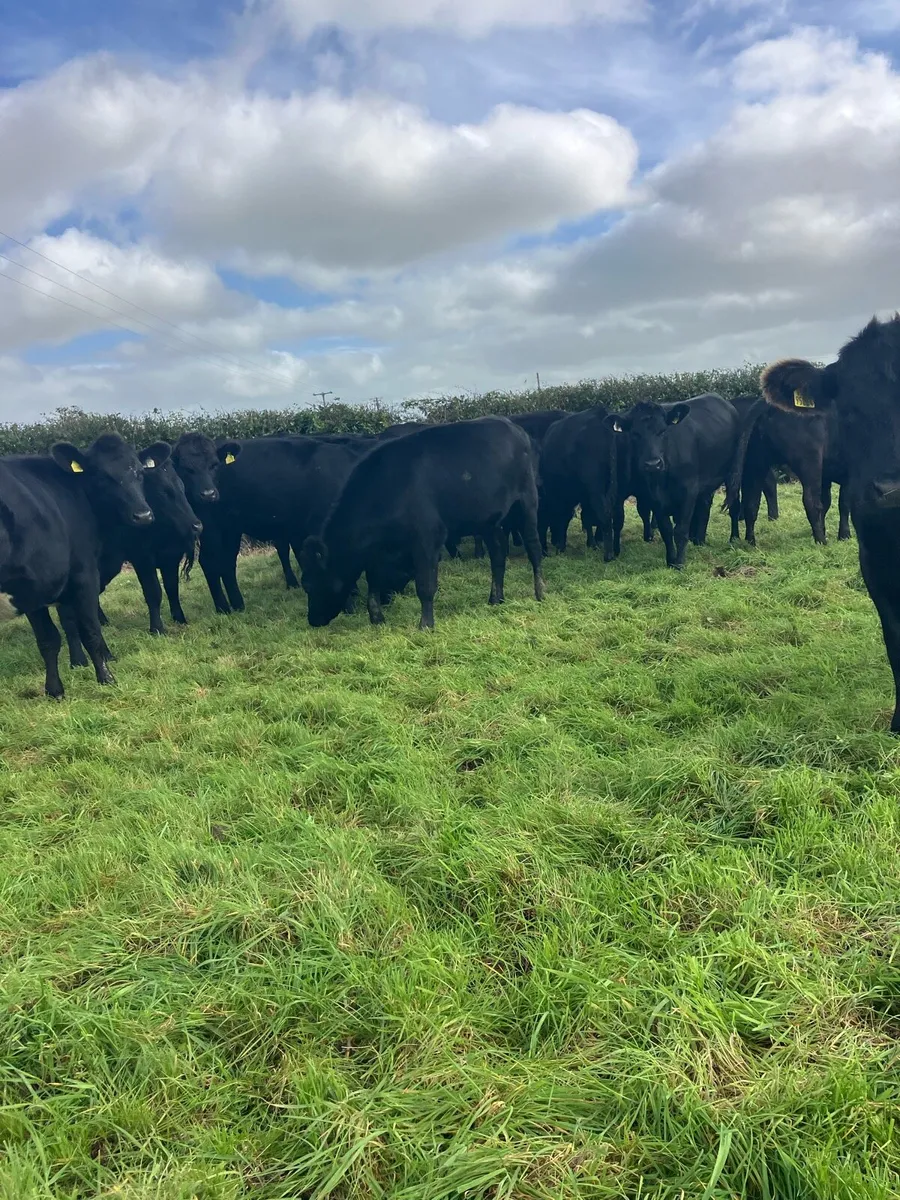 🫴ANGUS HEIFERS 🫴 - Image 3