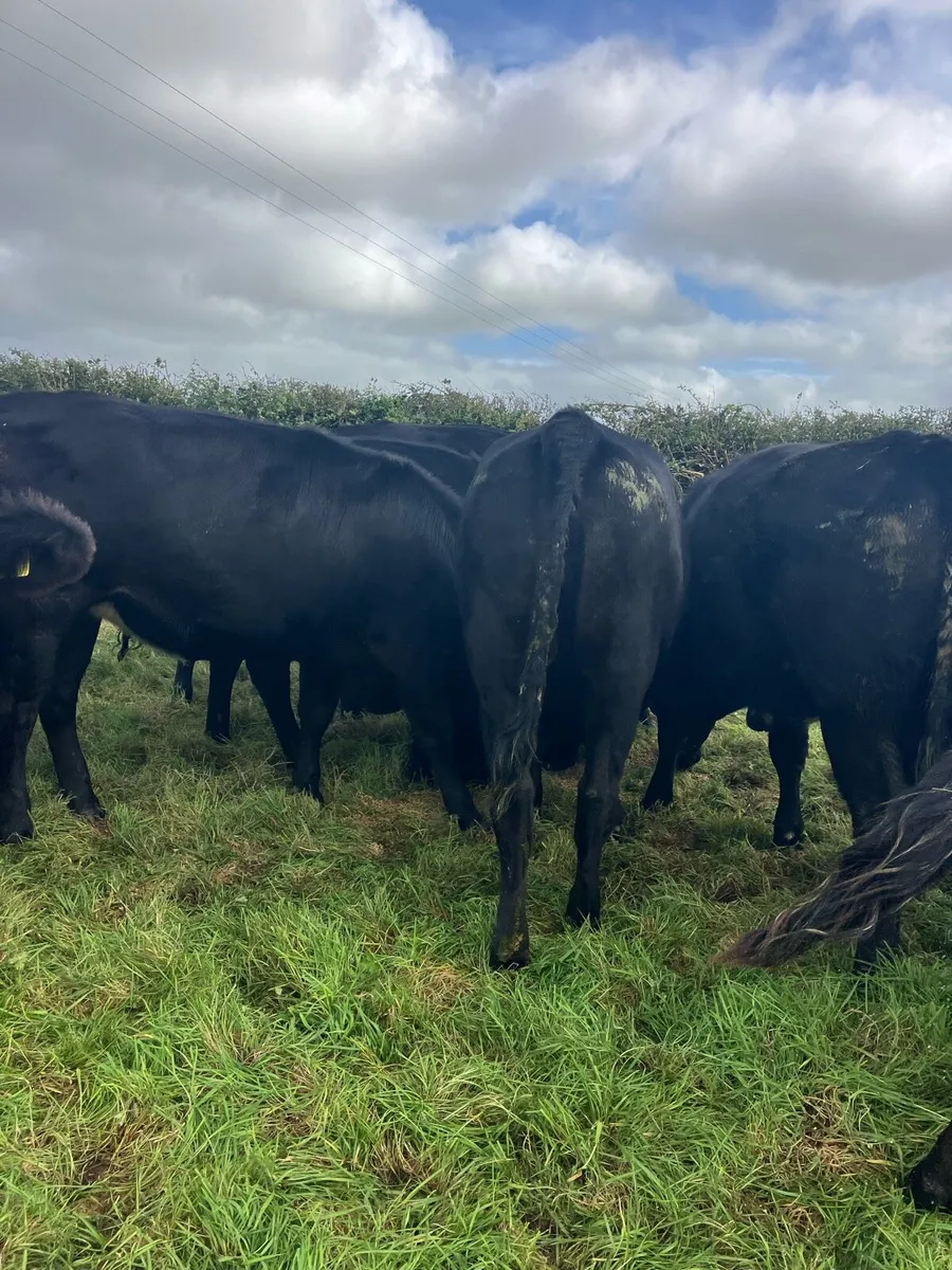 🫴ANGUS HEIFERS 🫴 - Image 4