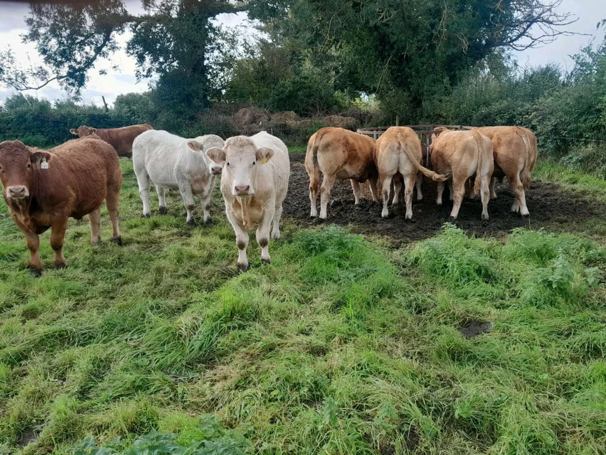 Store bullocks - Image 2