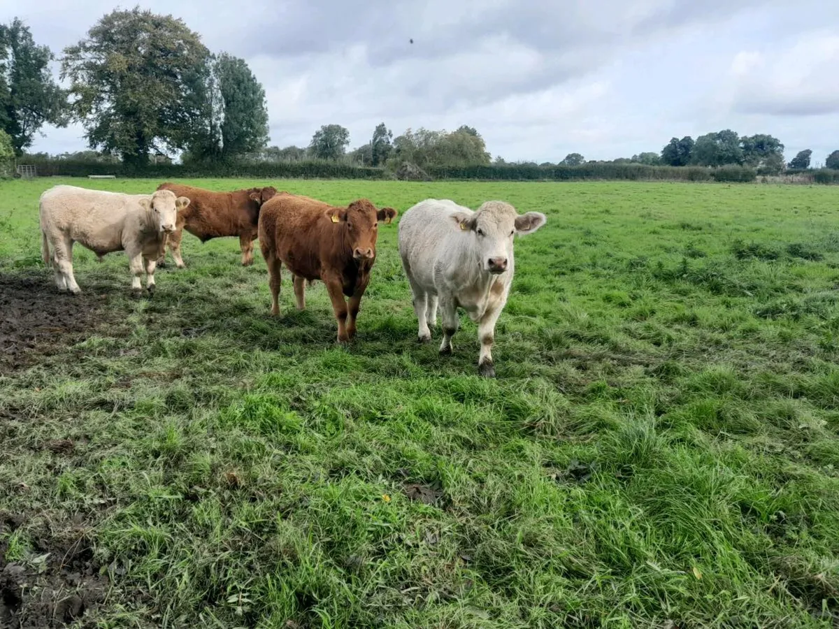 Store bullocks - Image 3