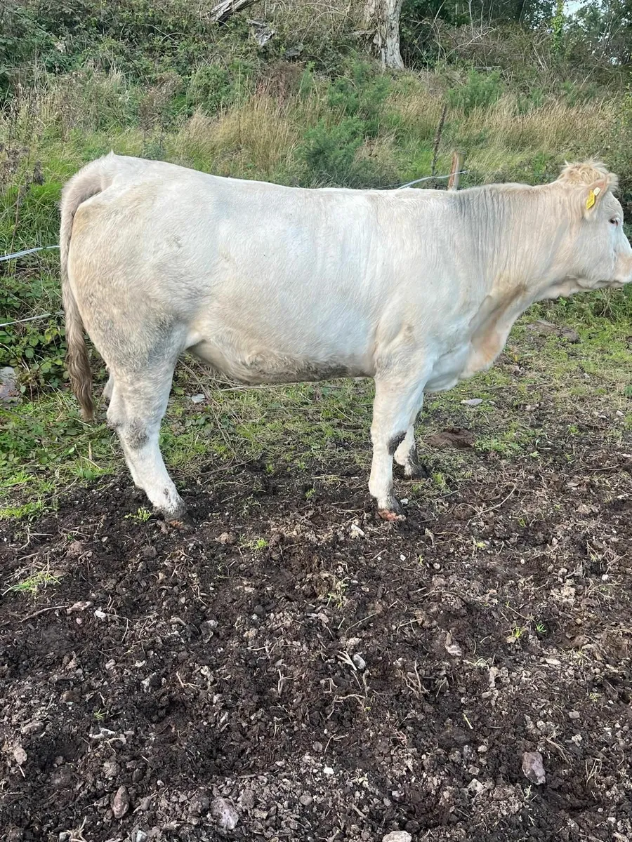 Special incalf suckler sale Macroom Mart 20th - Image 1