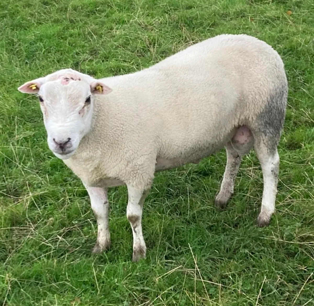 SIS Approved Double 5 Star Belclare Hogget Ram - Image 1
