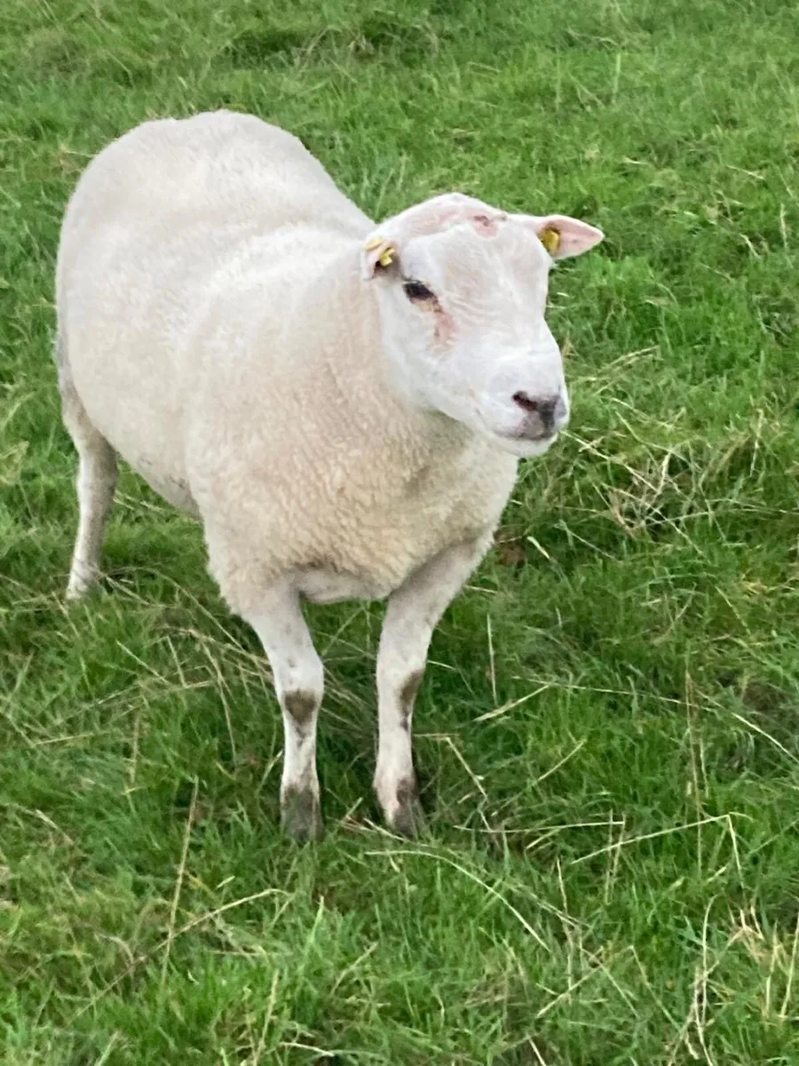 SIS Approved Double 5 Star Belclare Hogget Ram - Image 2