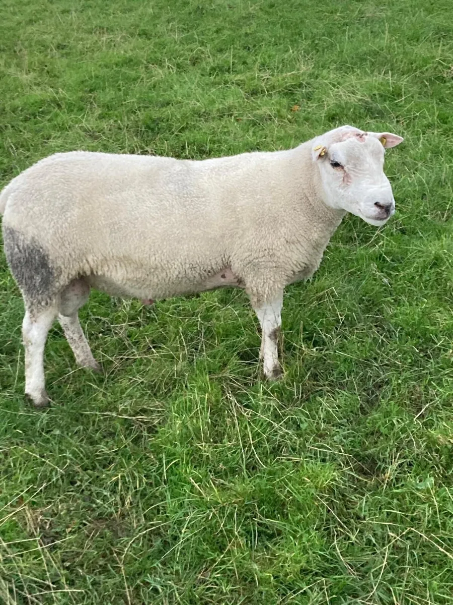 SIS Approved Double 5 Star Belclare Hogget Ram - Image 3