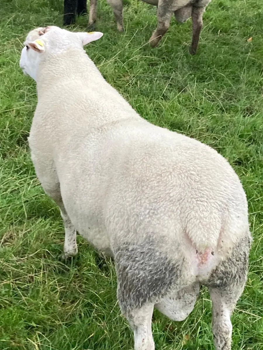 SIS Approved Double 5 Star Belclare Hogget Ram - Image 4