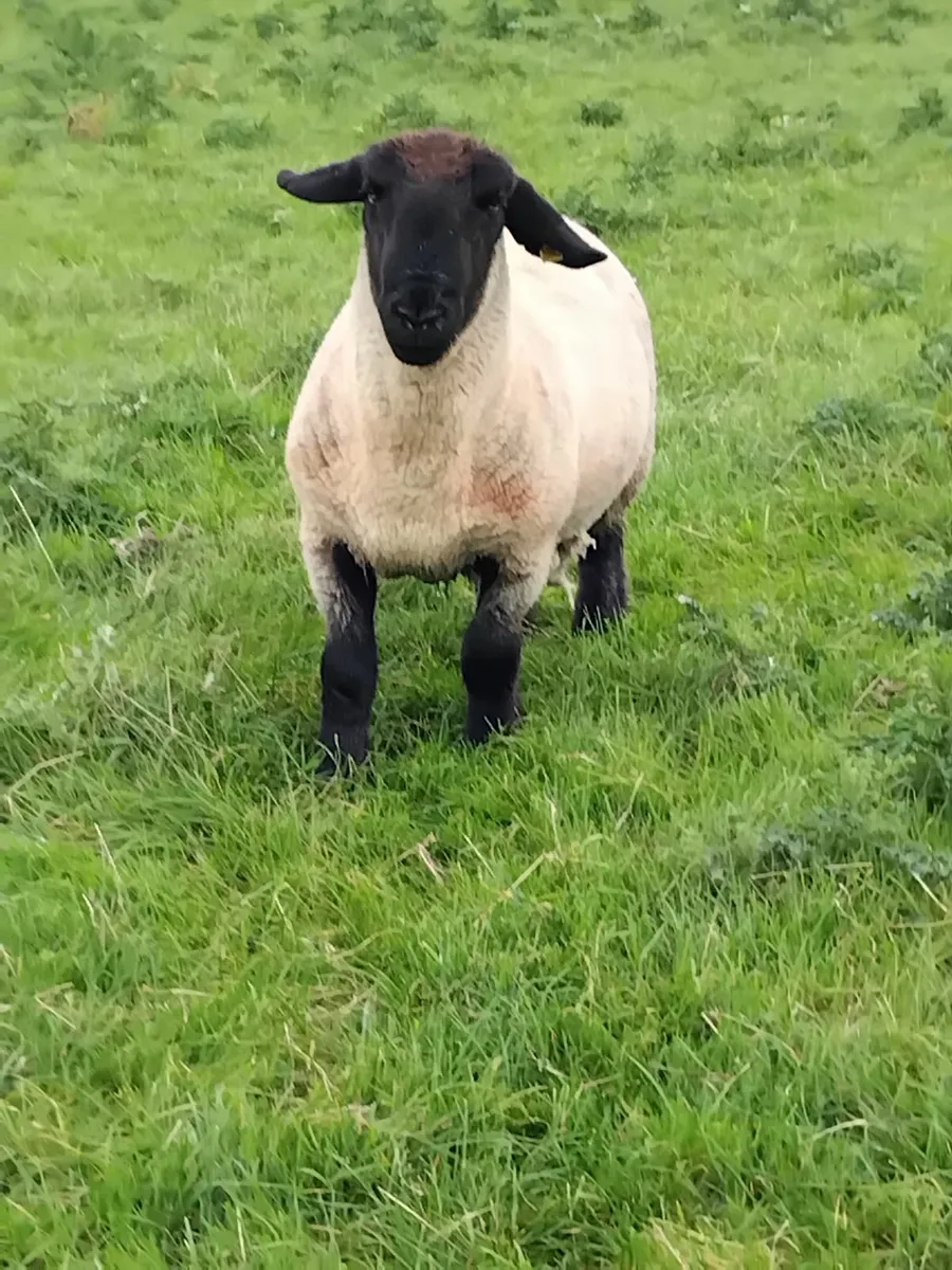 Suffolk Ram - Image 1