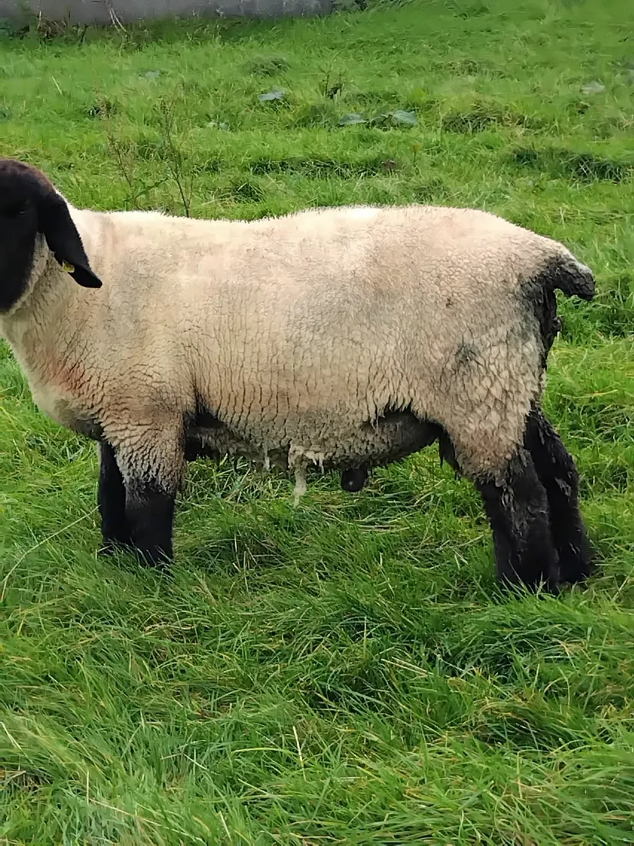 Suffolk Ram - Image 2