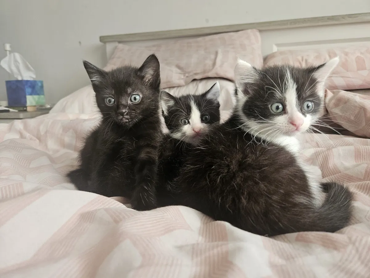 Kittens - Image 1