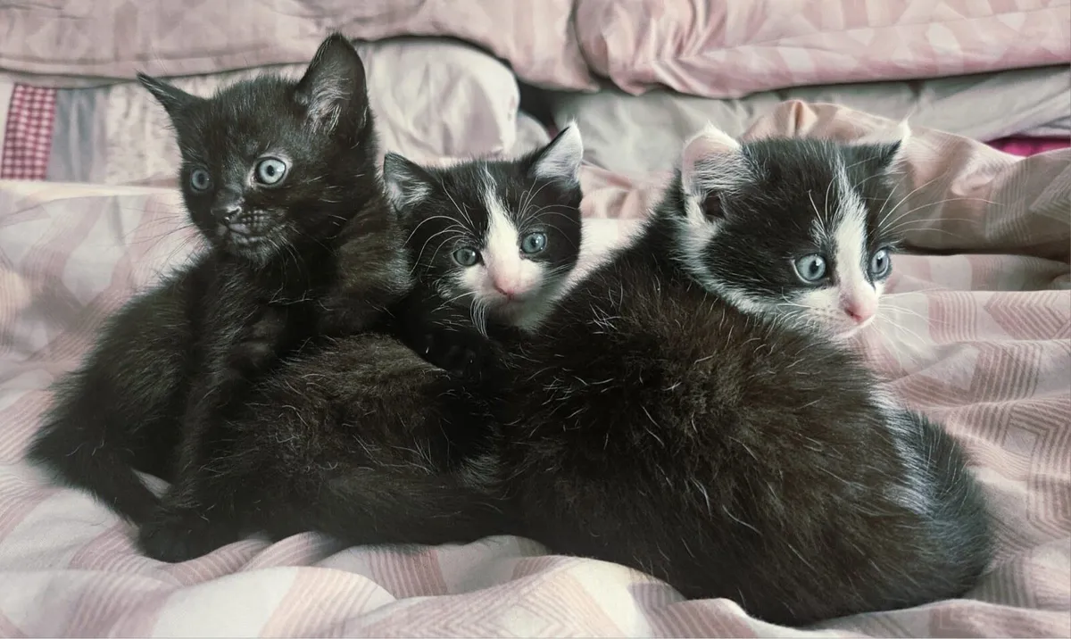 Kittens - Image 2