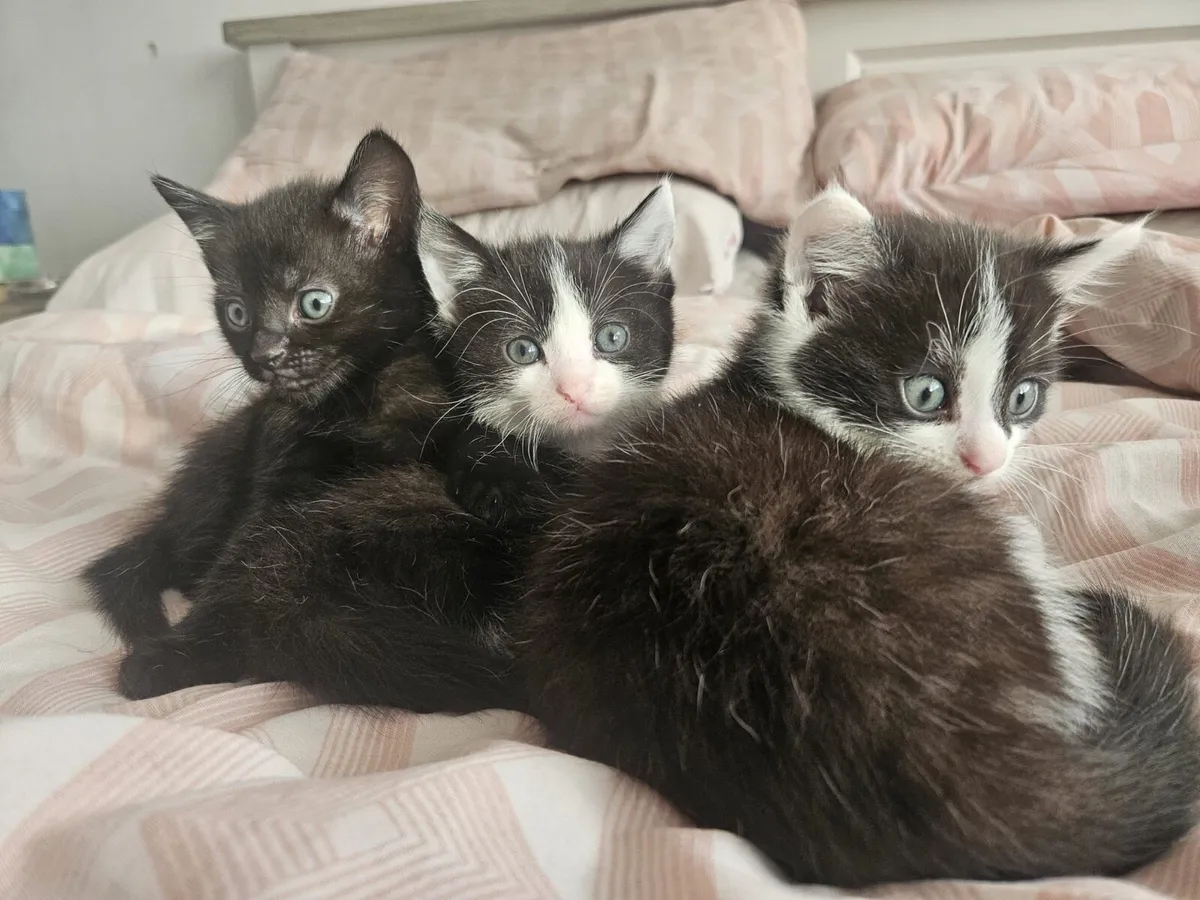 Kittens - Image 3