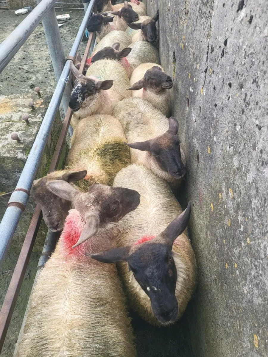 Ewe lambs - Image 2