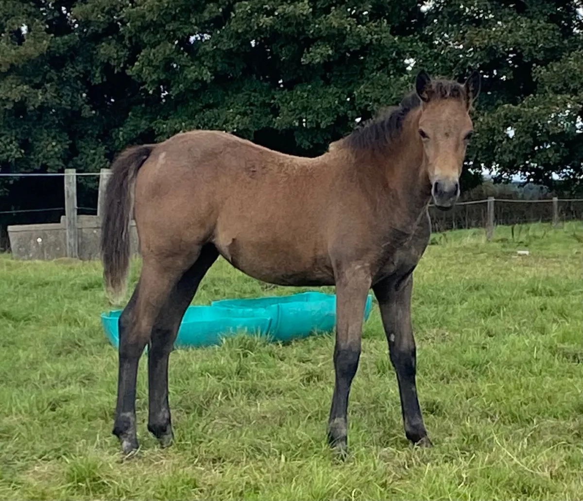 Selection of fully reg Connemara foals