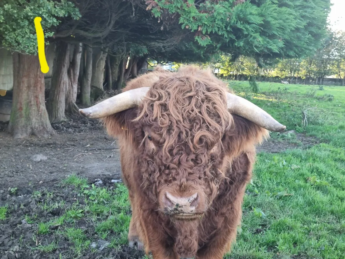 HIGHLAND CATTLE FOR SALE - Image 2
