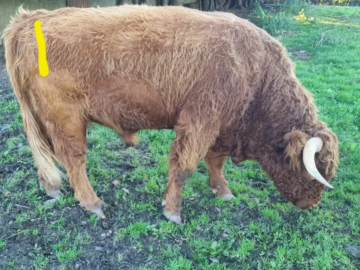 HIGHLAND CATTLE FOR SALE - Image 3